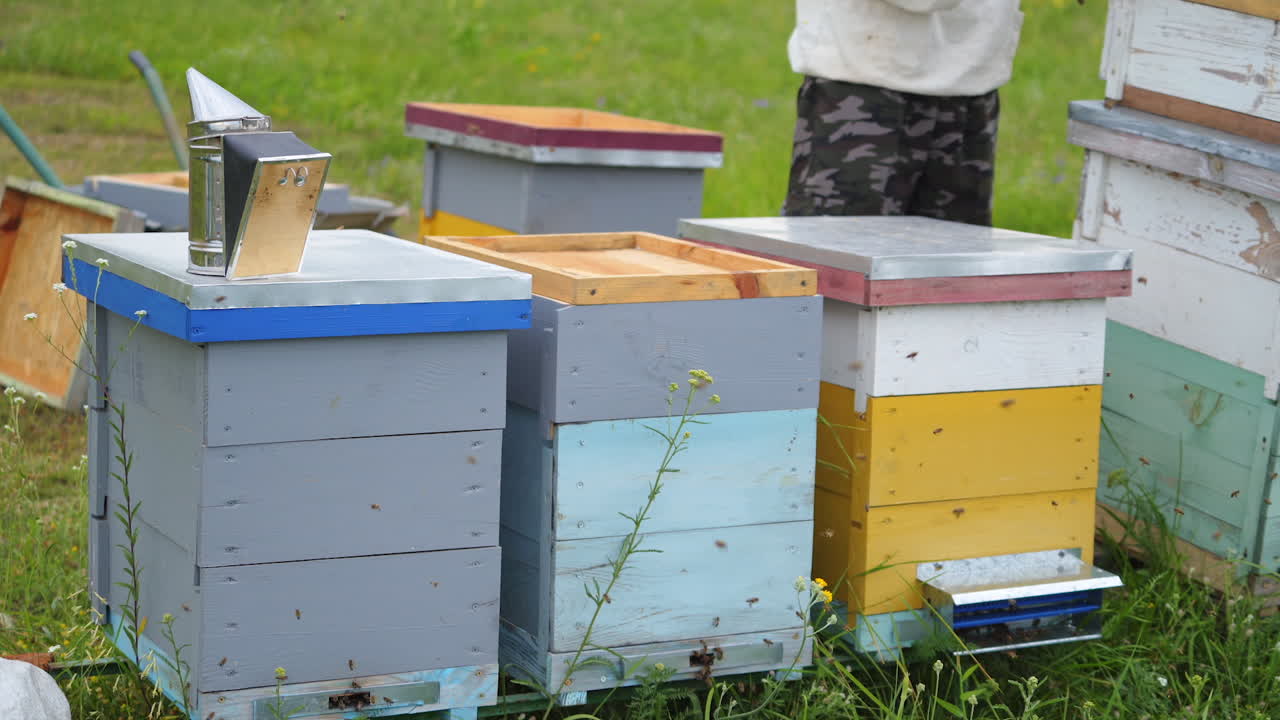 Wooden hives on green grass. Bees flying near the beehives. Apiarist working on a bees farm in summer day. Beekeeping concept.