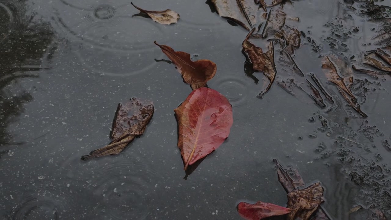 Raindrops create ripples in a shallow puddle on a rural tar road surrounded by vibrant red autumn leaves that have fallen during the change of season