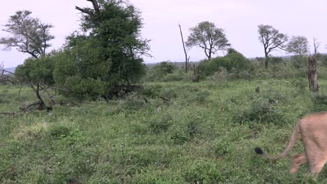 A-large-male-lion-walks-through-the-bush-in-the-Kruger-National-Park