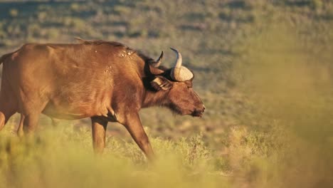 búfalo caminando por el bosque en sudáfrica
