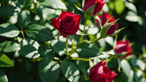 red roses in bloom