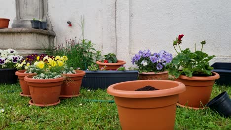 Mujer-Trasplanta-Flor-En-Maceta,-Proceso-De-Trasplante-De-Flores-Y-Riego