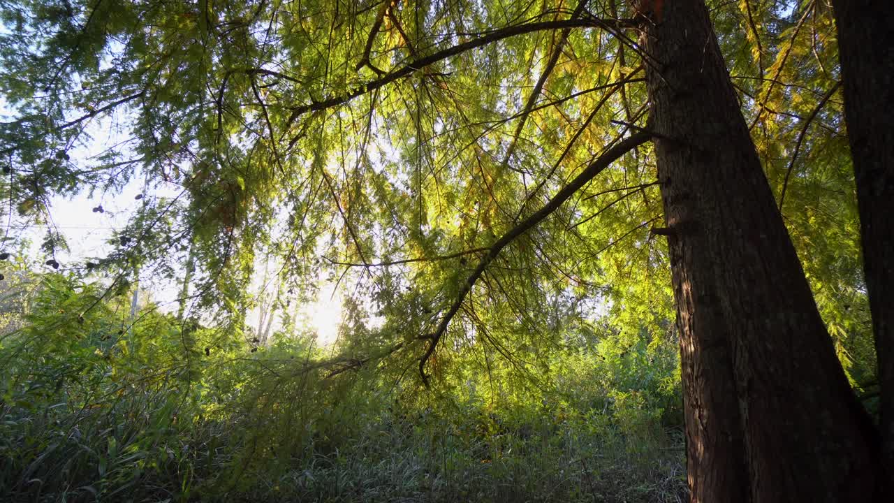 Every autumn sunset in the islands of Tigre, Argentina, they are unique. Every day the pines and plants change their colors to get even closer to winter.