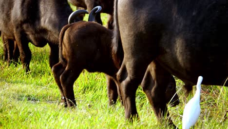 little buffalo baby walks around amongst herd of other african buffalos