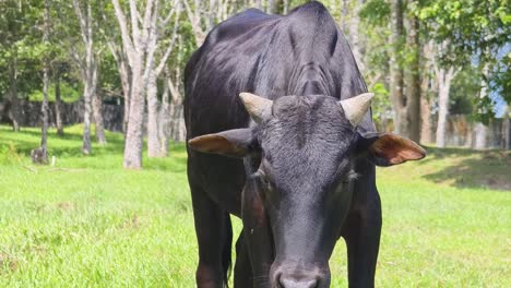 black cow in a field