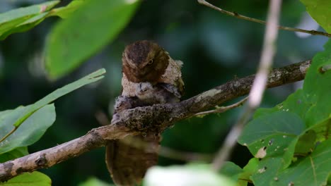 the javan frogmouth or horsfield's frogmouth is found in thailand and other asian countries