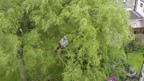 An aerial view of a tree surgeon trimming a large tree
