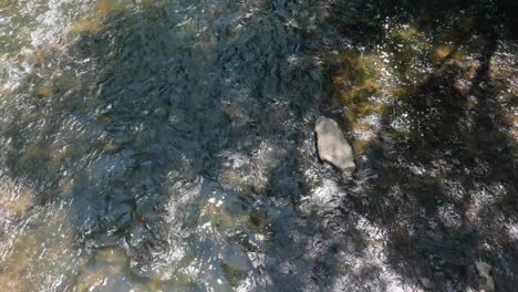 el agua fluye sobre piedras en wissahickon creek