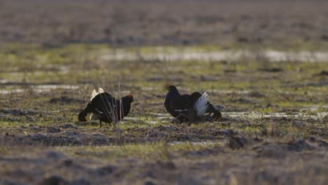 pelea de lek de cría de urogallo negro temprano en la mañana