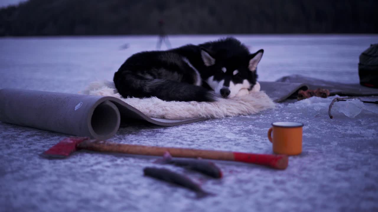 adorable malamute de alaska descansando sobre una alfombra de piel sobre una alfombra colocada en un lago helado con una persona sirviendo té en una taza durante el invierno en noruega