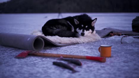 adorable alaskan malamute resting on fur rug over mat laid down on icy lake with person pouring tea in mug during winter in norway
