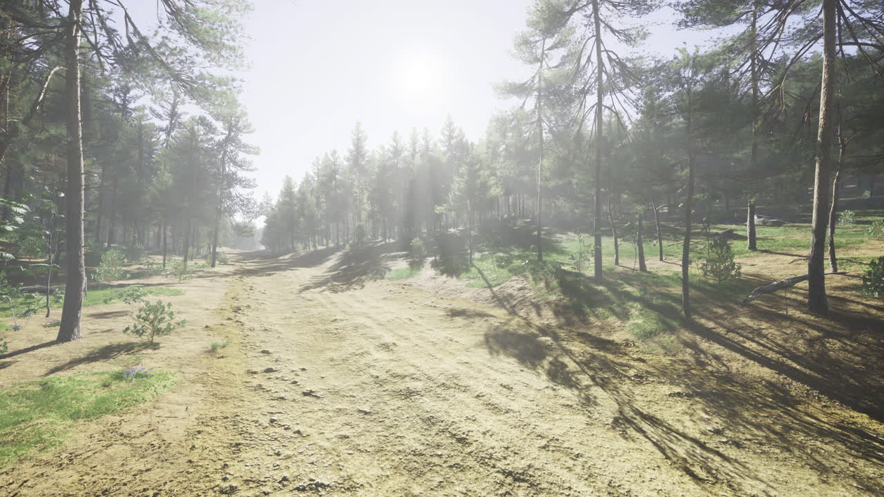 Sunlight filters through trees in a serene forest landscape during midday
