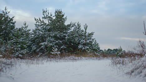 Snow-covered-forest-glade-with-green-lush-spruces-in-front-cloudy-gray-sky.