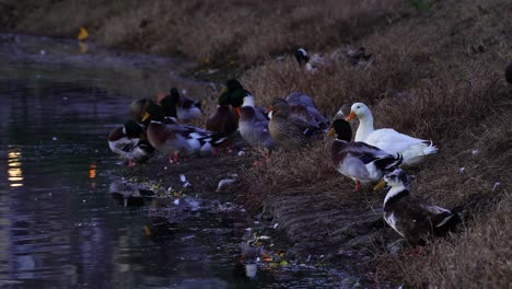 ducks standing on lake shore, chilling alongside calm water at morning