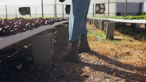 farmer working in a greenhouse