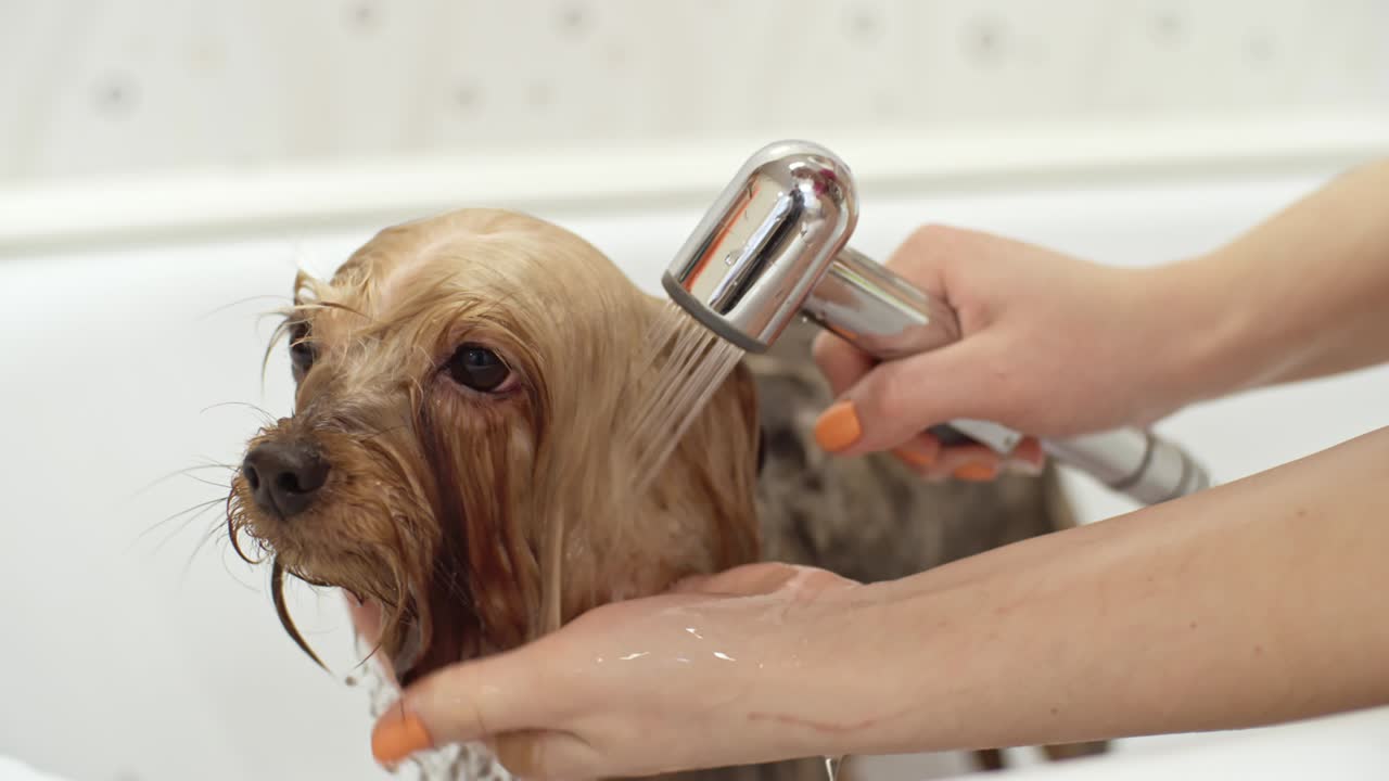 el perro de yorkshire terrier es un perro de lavado.