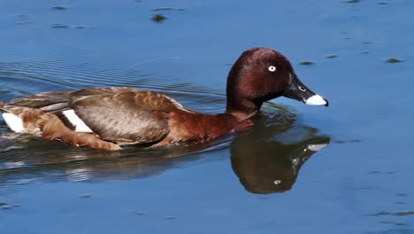 Eine-Ente-Mit-Hartem-Kopf-Schwimmt-In-Einem-Teich-In-Australien