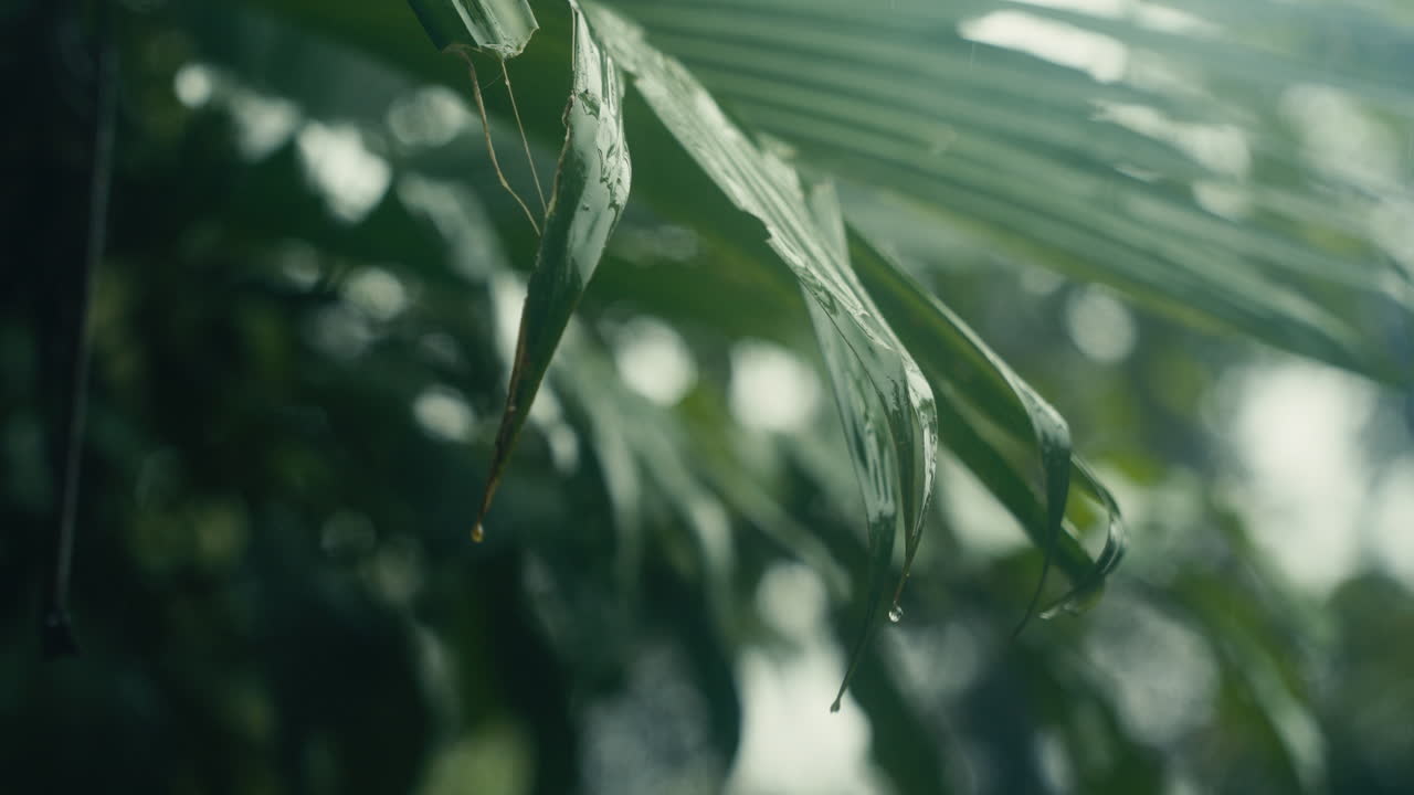 Close-up of Tropical Leaves in the Rain