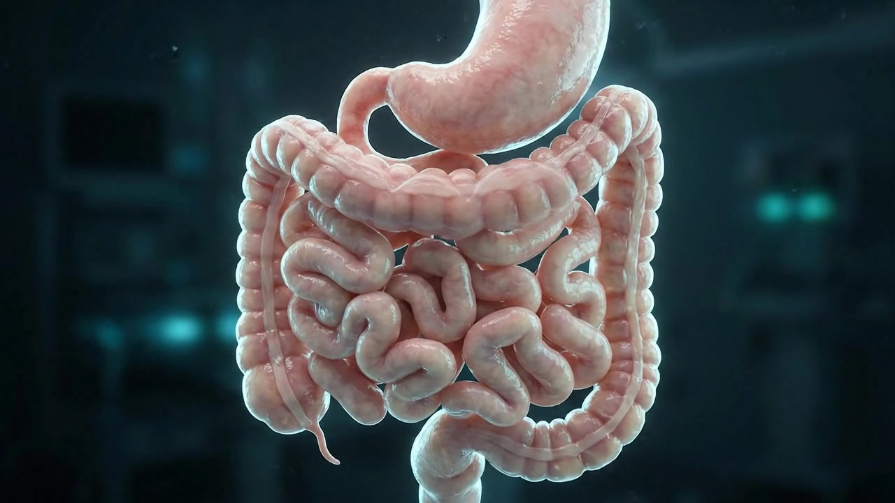 Digestive Organs Holographic Scan Model