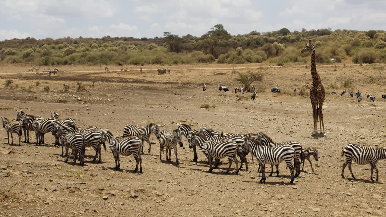 케냐 의 사파리 에서 지라프 와 다른 동물 들 과 함께 아프리카 제브라 의 무리