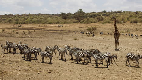 Herde-Afrikanischer-Zebras-Mit-Giraffen-Und-Anderen-Tieren-Auf-Der-Safari-In-Kenia