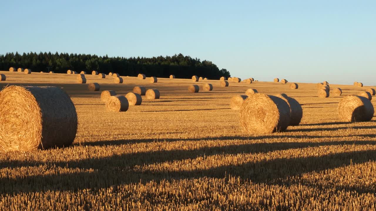 balas de heno en el campo después de la cosecha. campo agrícola. balas de heno en el paisaje del campo dorado.