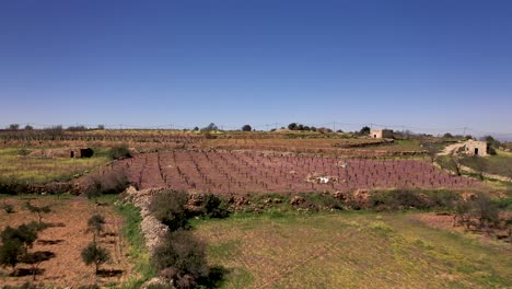 fly over vineyard farms on the hills, pink color vineyard, drone shot