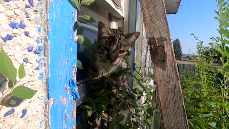 Tabby-Katze,-Die-Ihren-Kopf-Aus-Einem-Fenster-Steckt-Und-Sich-Draußen-Umsieht