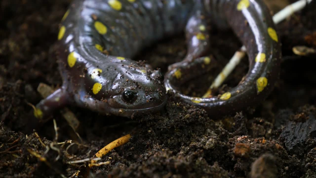 Spotted Salamander on the Ground