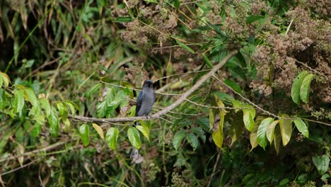 mirando seriamente y escaneando el área en busca de insectos volando, ceniciento drongo dicrurus leucophaeus, parque nacional khao yai, tailandia