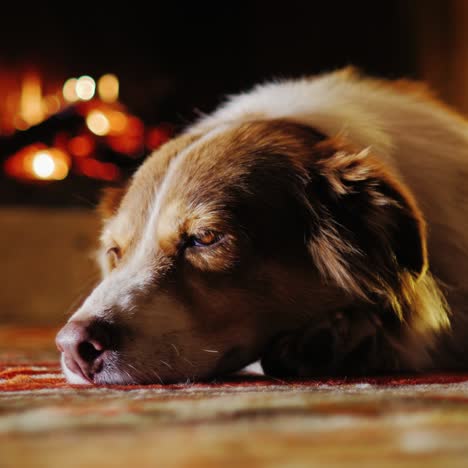 Der-Hund-Döst-Auf-Dem-Boden-In-Der-Nähe-Des-Kamins,-Nahaufnahme