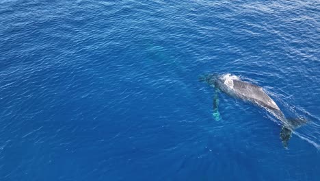 Ballena-Jorobada-Saliendo-A-La-Superficie-Para-Respirar.-Primer-Plano-Aéreo