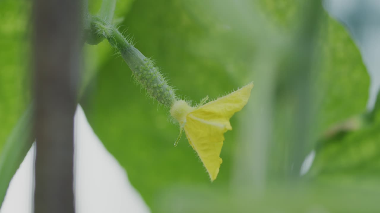 녹색 잎이 많은 그늘에 작은 오이 식물에 노란 꽃