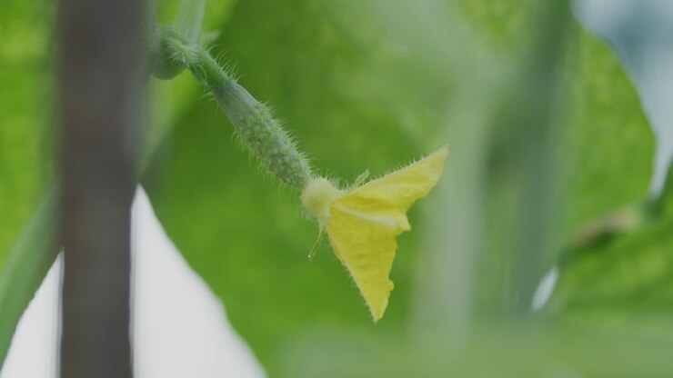 Yellow flower on small cucumber vegetable plant in green leafy shade