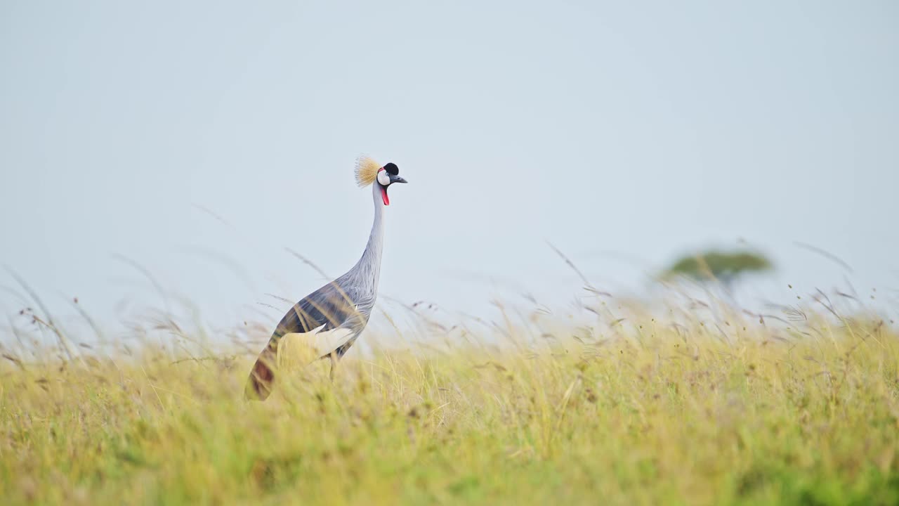 마사이 마라 북부 보호구역 에서 풀 을 먹고 구부러지는 회색 왕관 크레인 의 느린 영상