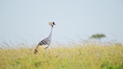 Zeitlupenaufnahme-Eines-Graukronenkranichs,-Der-Bei-Windigen-Bedingungen-Im-Hohen-Grasland-Weidet,-Sich-Bückt-Und-Gräser-Im-Naturschutzgebiet-Der-Masai-Mara-Nord-Frisst,-Exotische-Afrikanische-Tierwelt