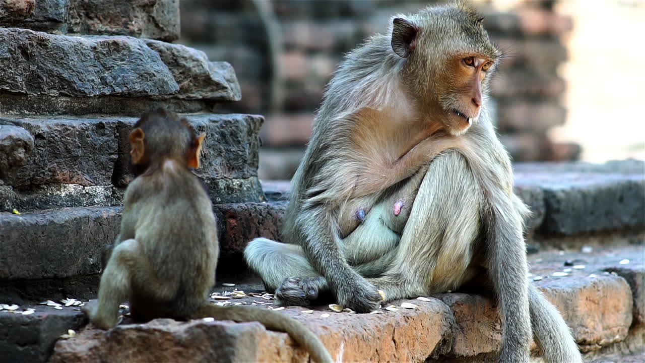 un grupo de familias de monos reunidas alrededor de una antigua ruina en una calurosa tarde en el bosque tropical del sudeste asiático