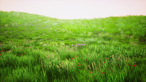 beautiful meadow field with fresh grass