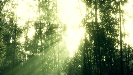 Bambú-Verde-En-La-Niebla-Con-Tallos-Y-Hojas