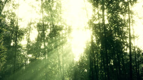 bambú verde en la niebla con tallos y hojas