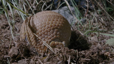 armadillo rooting around for food in the dirt