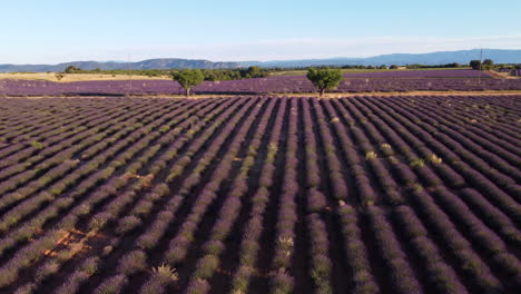 Luftaufnahme-Des-Lavendelfeldes-Auf-Dem-Plateau-De-Valensole