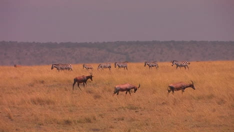 ñus-Y-Cebras-Se-Mueven-Por-Una-Llanura-Africana