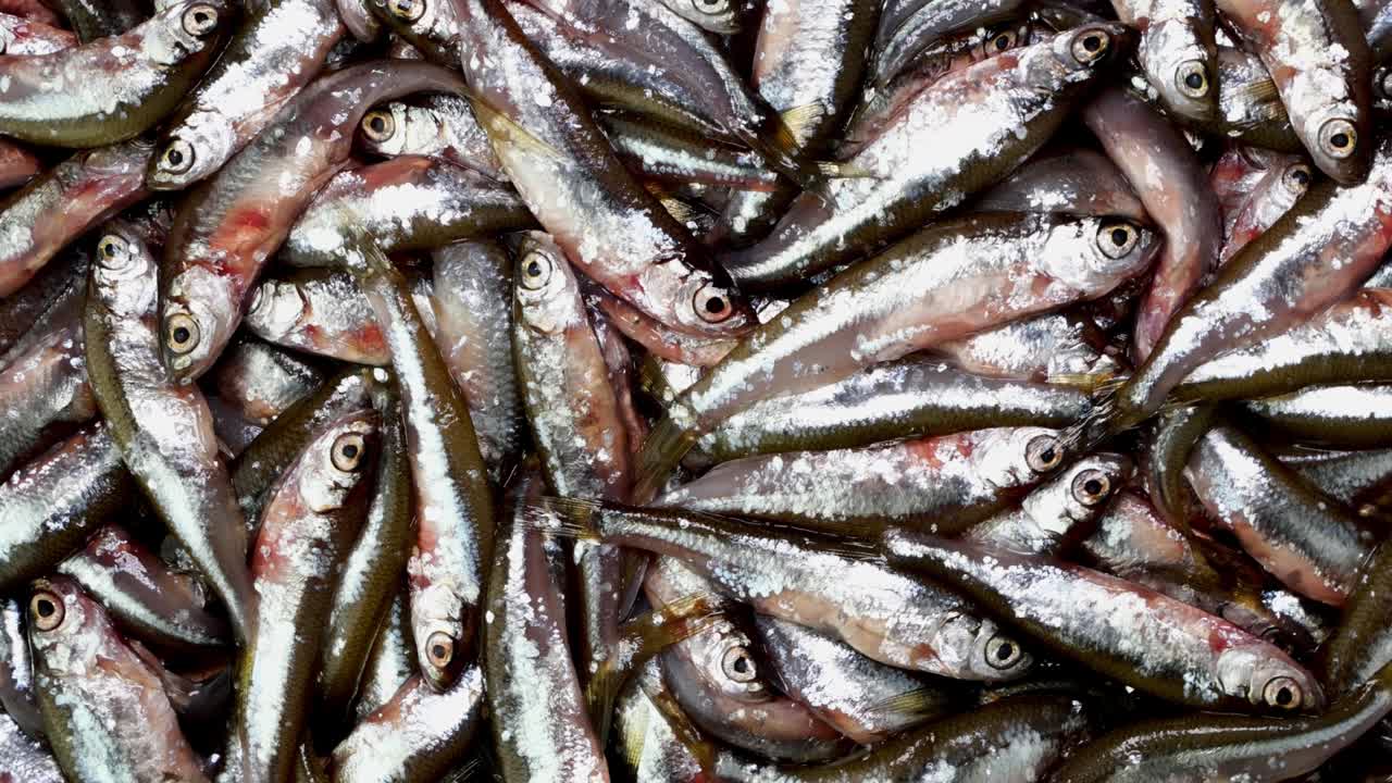 Molti piccoli pesci: acciughe, tyulka, spratti. Sfondo di frutti di mare freschi e crudi.