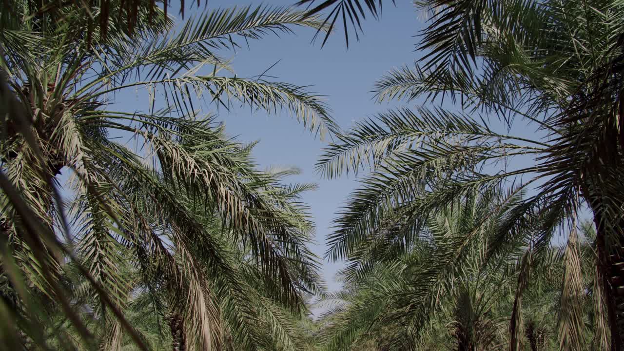 푸른 하늘을 배경으로 대추야자수 농장 - 농장에 늘어선 대추야자나무 줄 - 틸트 업 샷