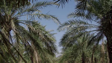 plantación de palmeras datileras contra el cielo azul - filas de palmeras datileras en una granja - tiro inclinado hacia arriba