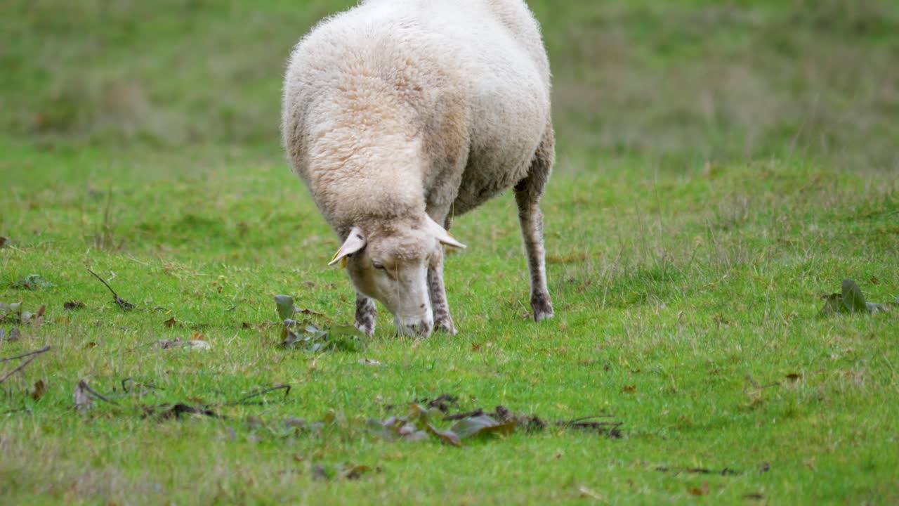 Single sheep grazes on grassy field, ourense, sandi&aacute;s, spain