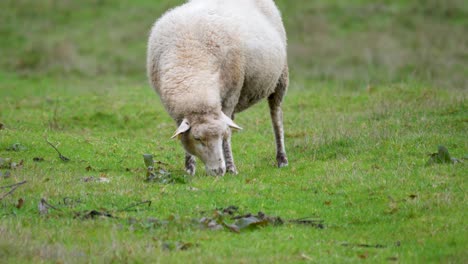 ovejas solteras pastando en un campo de hierba, ourense, sandiás, españa
