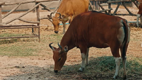 bantengs grazing on grass in an animal enclosure