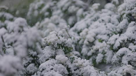 snowfall on green spring leaves. the non-punishability of weather and climate change on planet earth.